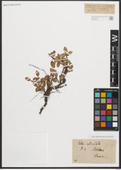 Foto von Salix reticulata L.